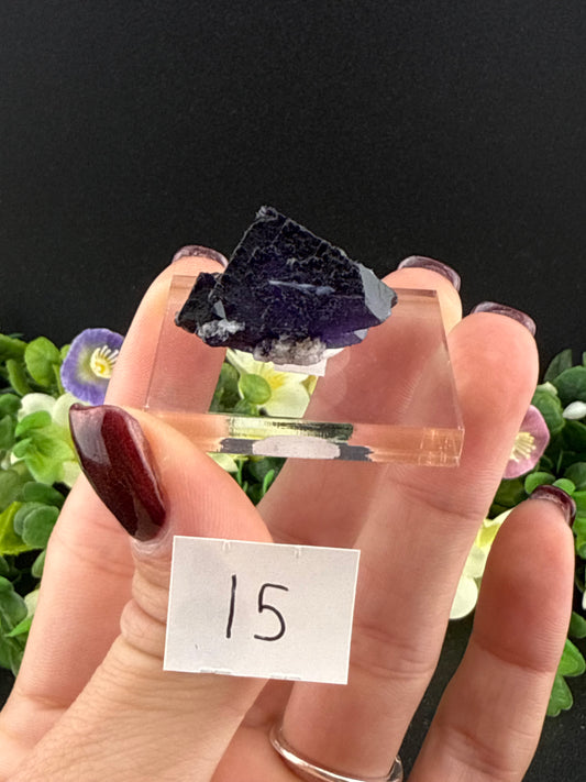 Elmwood Fluorites