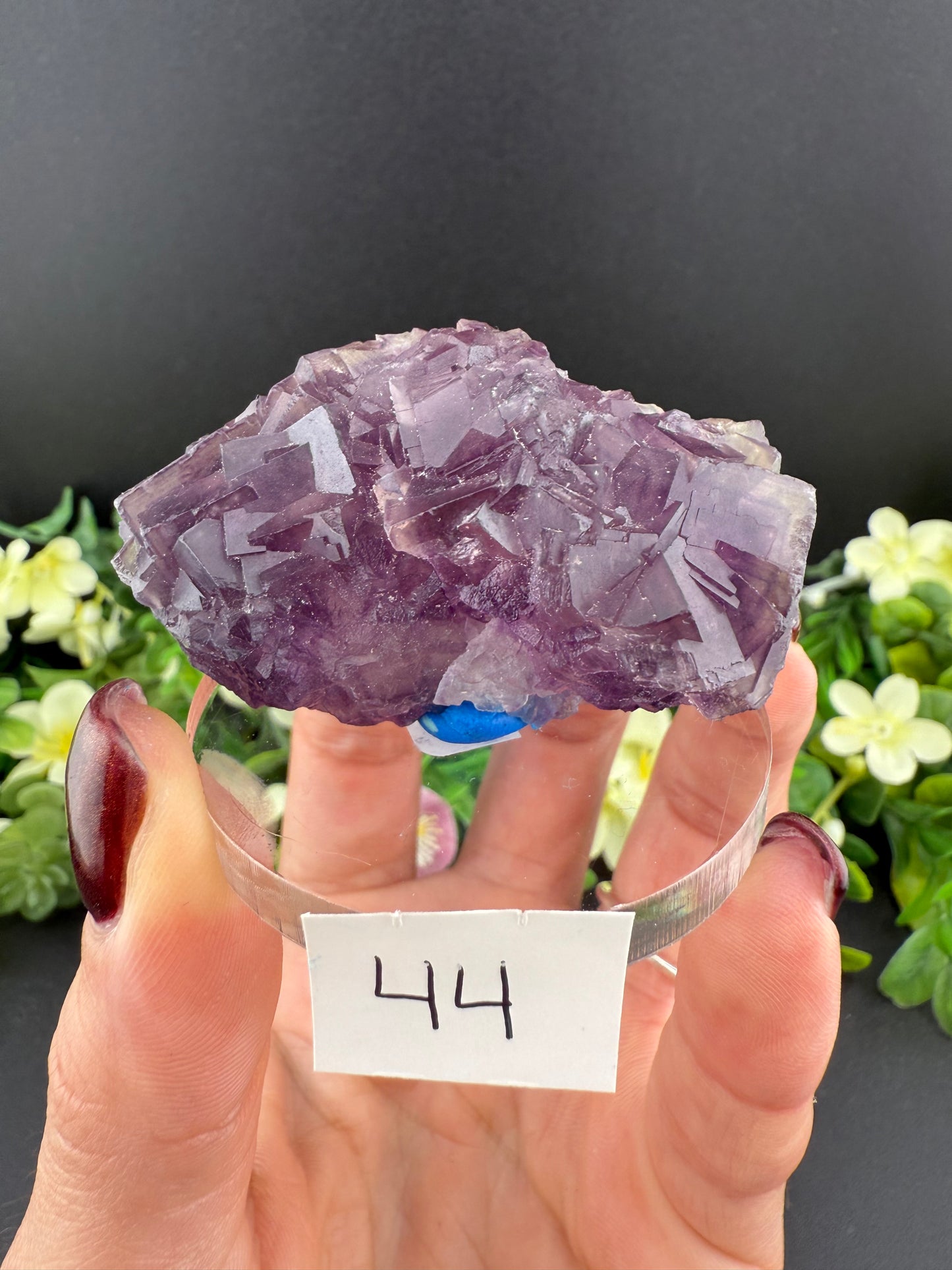 Purple “Window” Fluorites