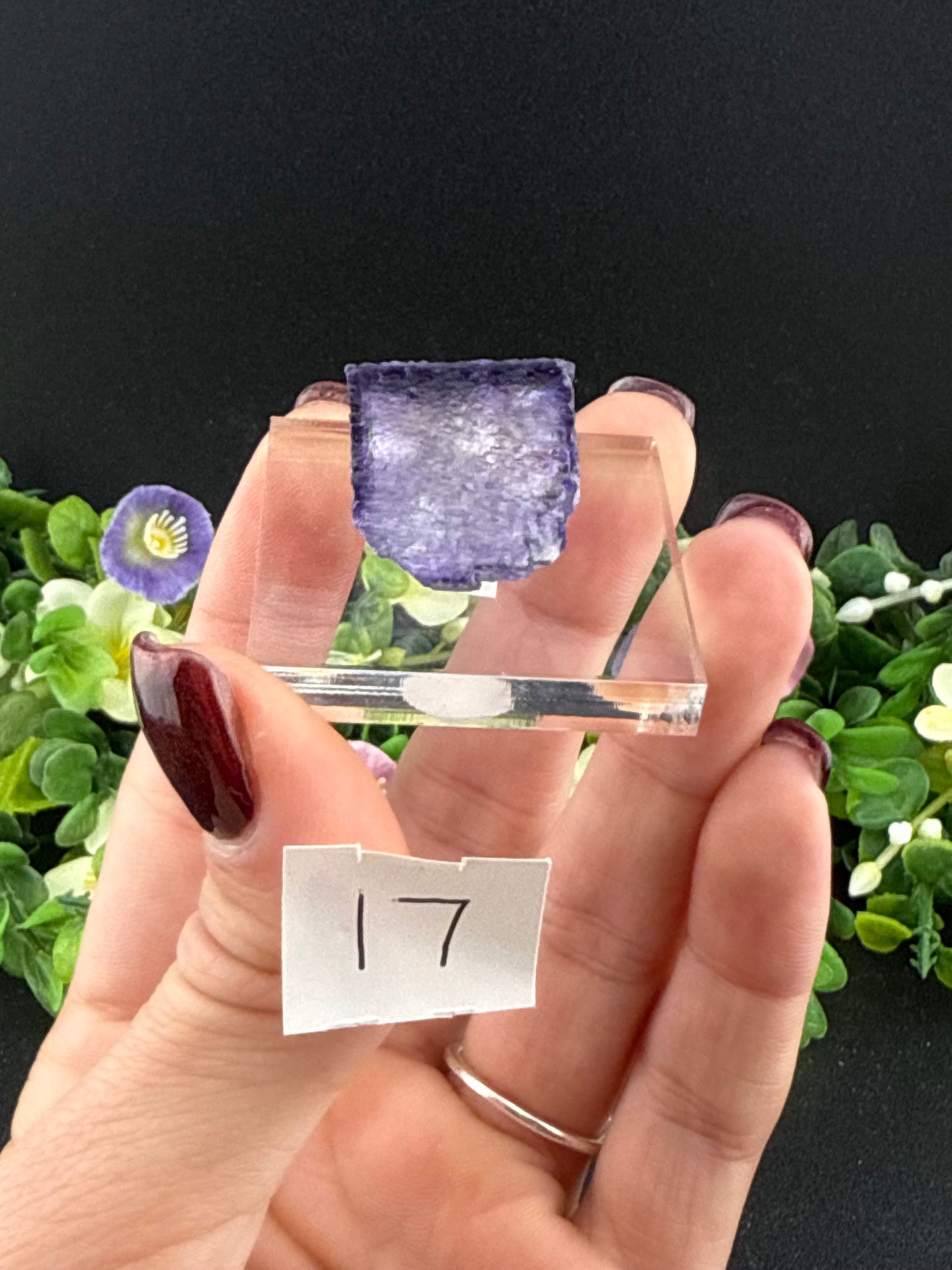 Elmwood Fluorites