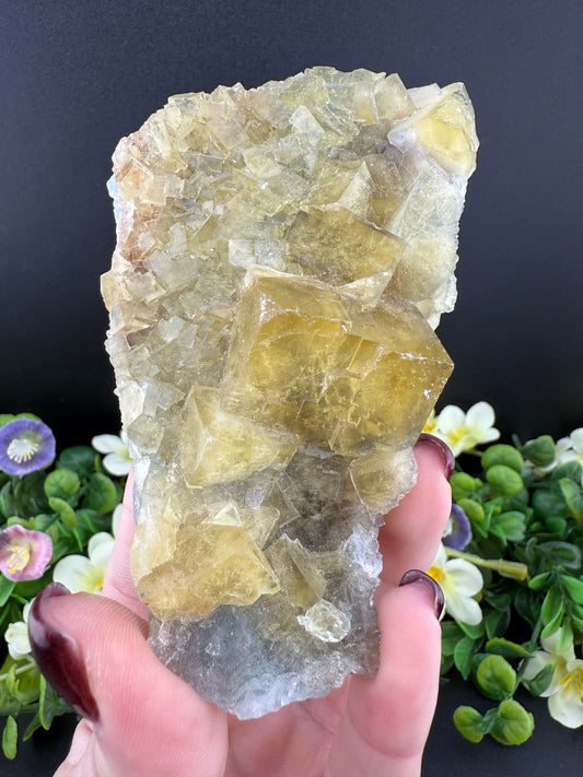 Yellow & Blue Cubic Beijing Fluorite