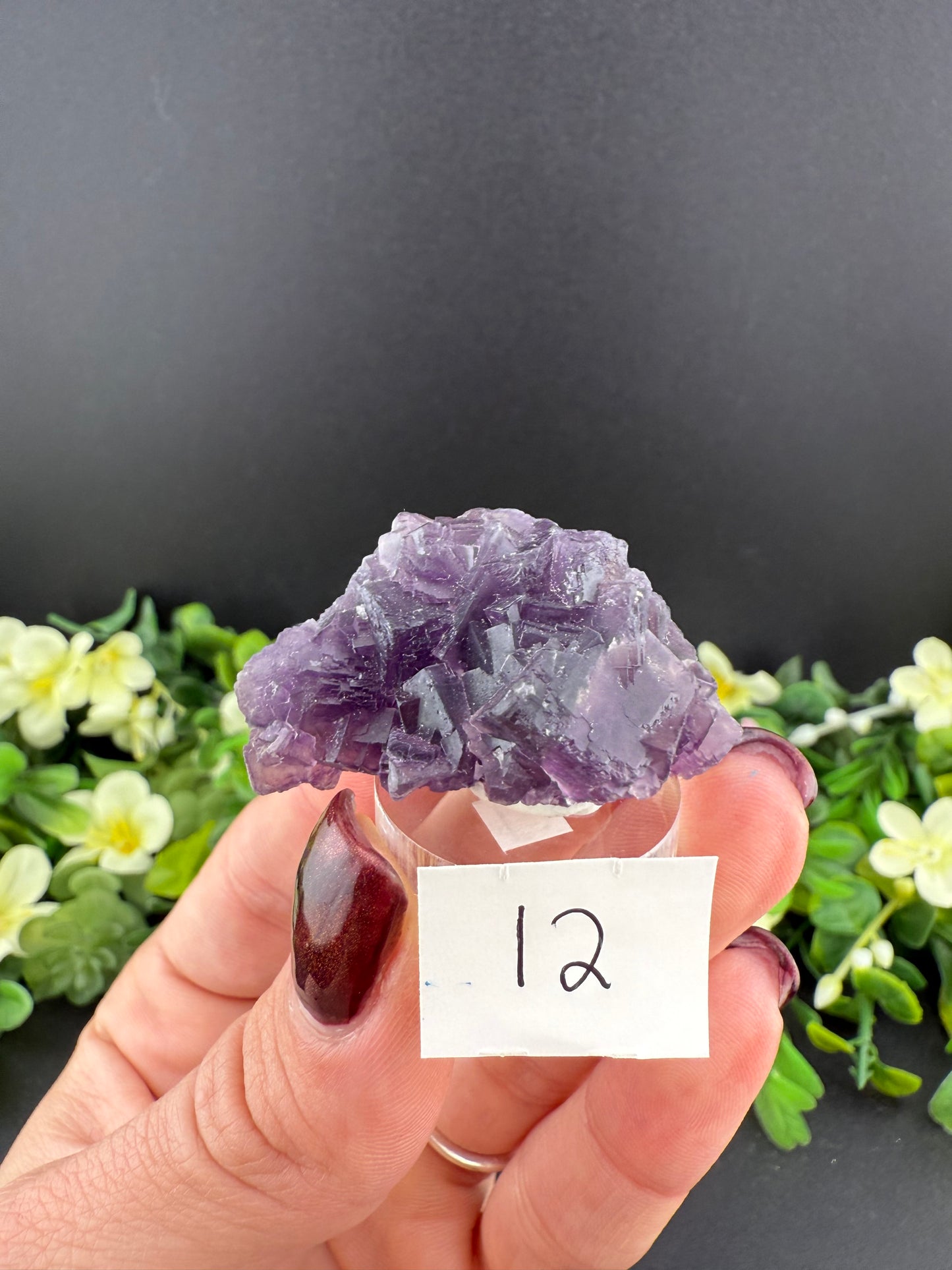 Purple “Window” Fluorites