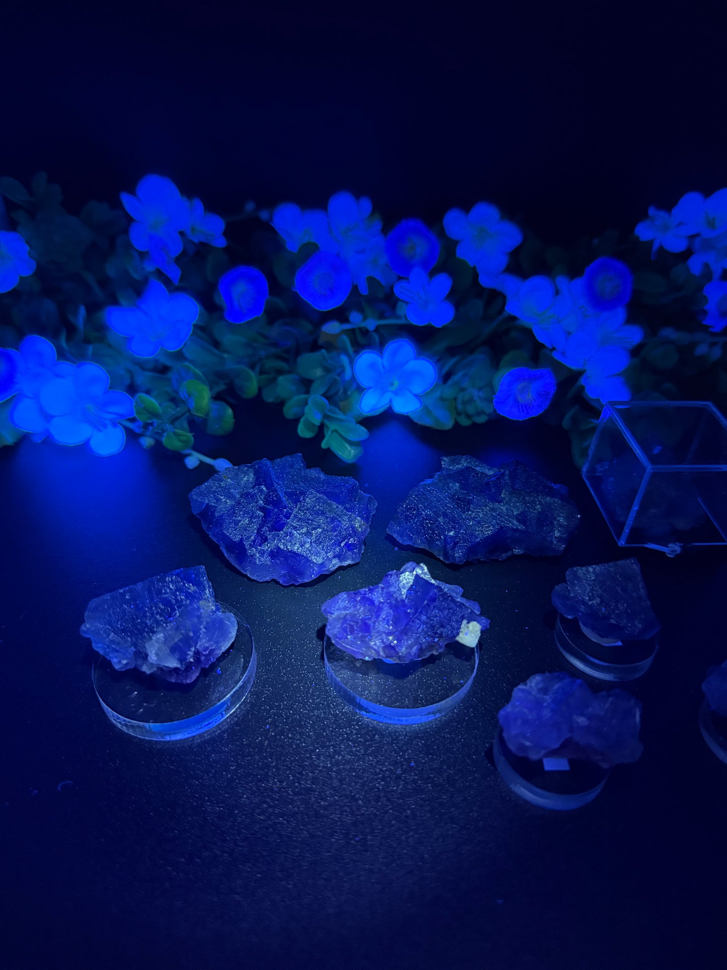 Blue Petroleum Fluorites