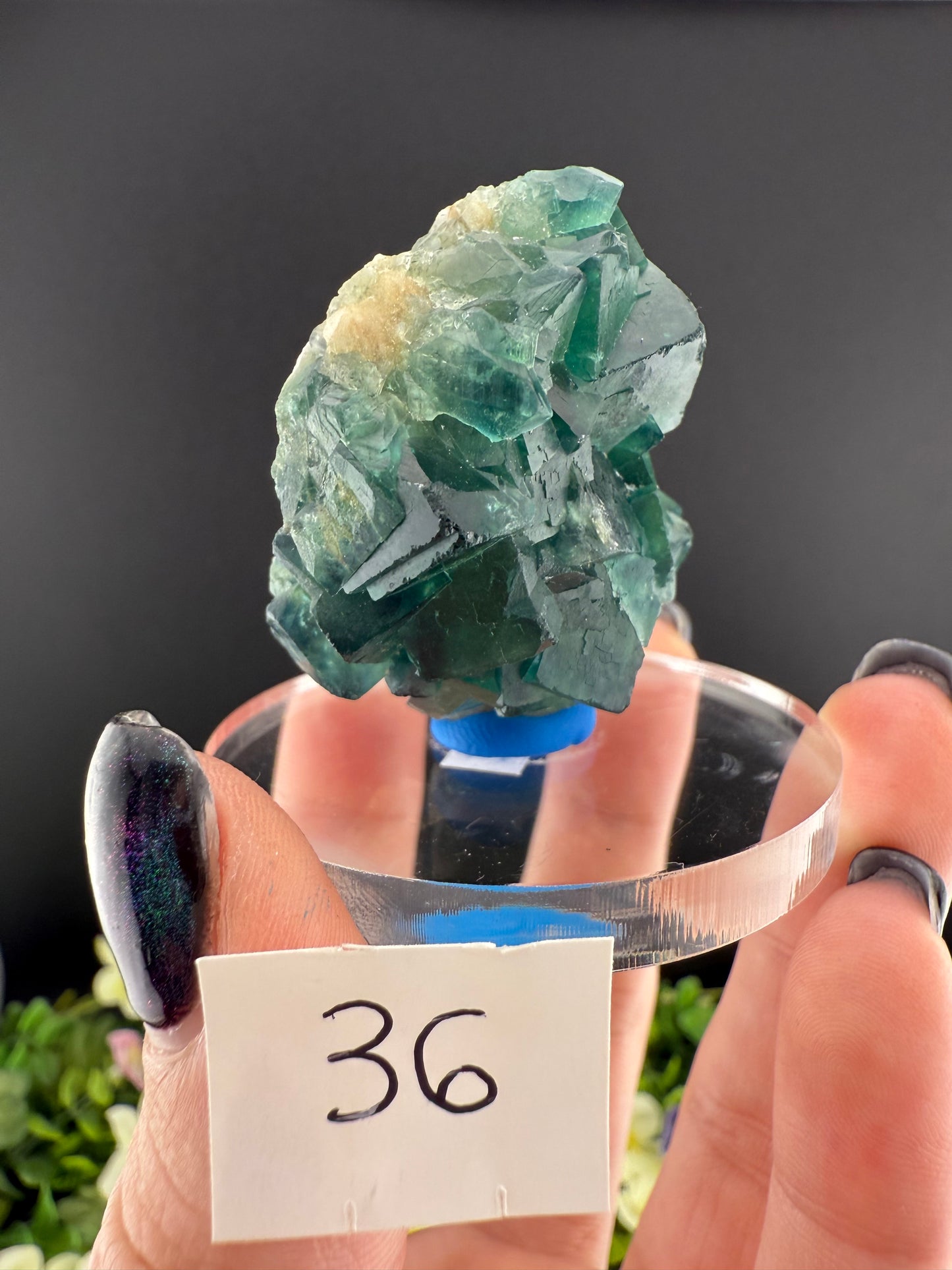 Daylight Fluorite Floaters on Stands