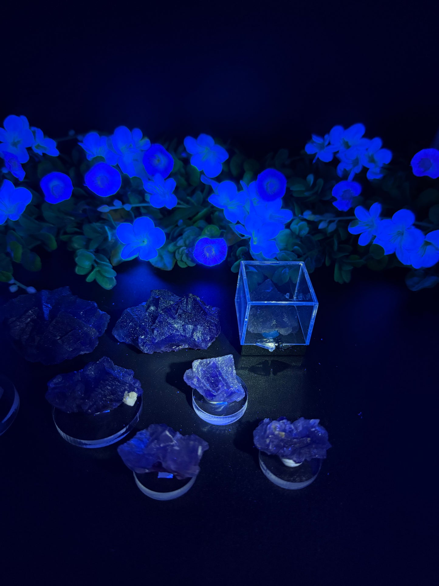 Blue Petroleum Fluorites
