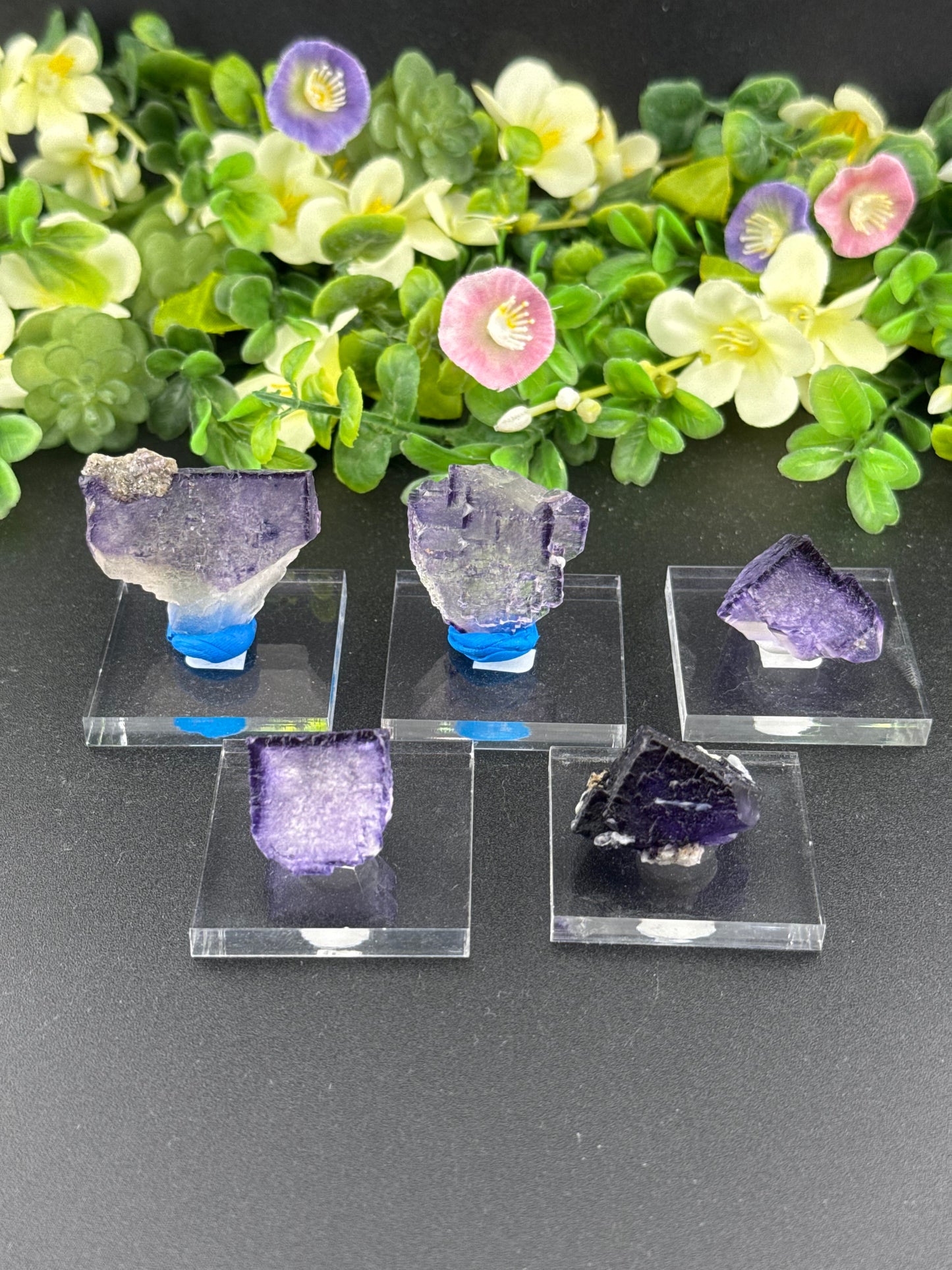 Elmwood Fluorites