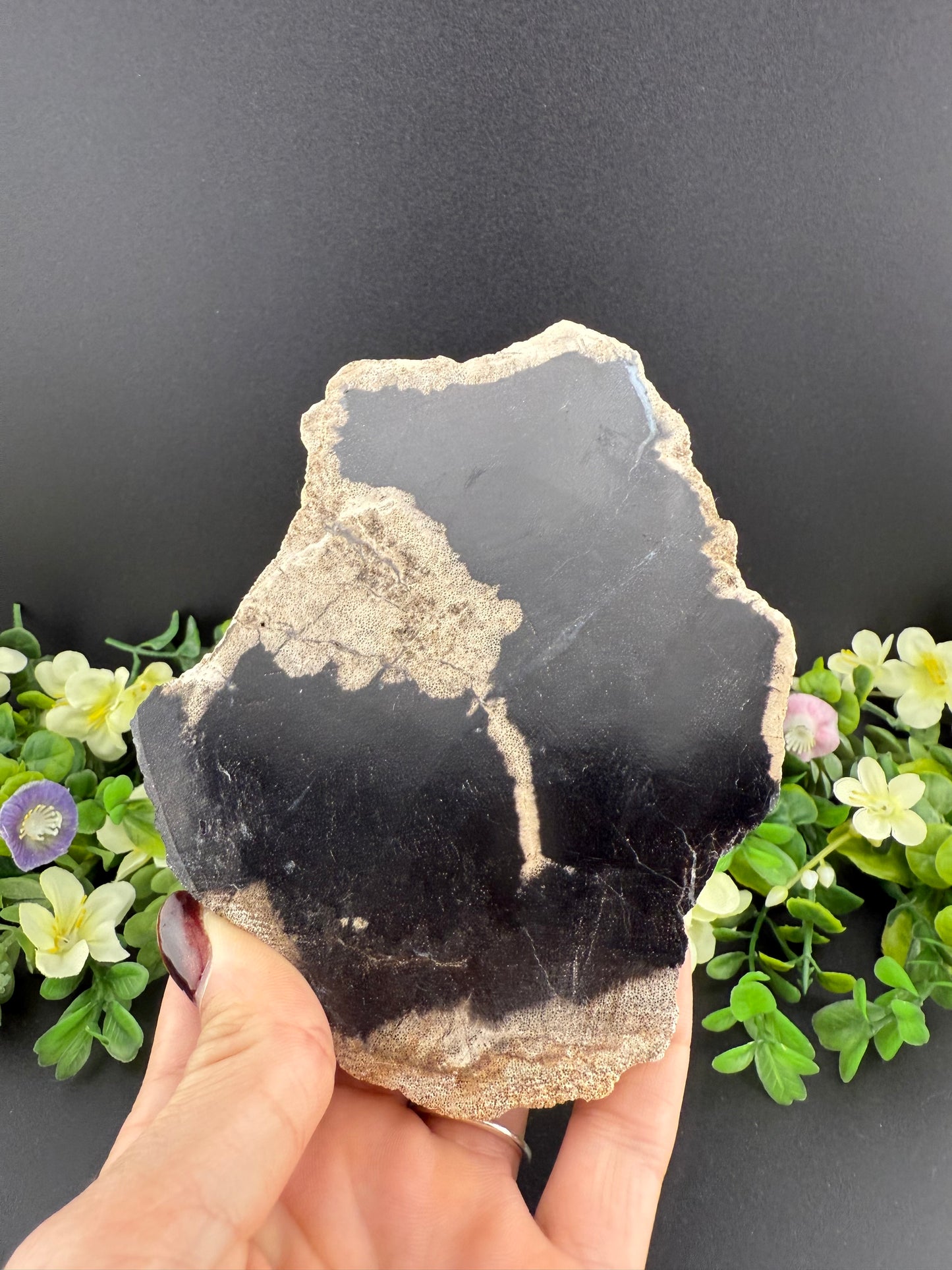 Petrified Wood Slab