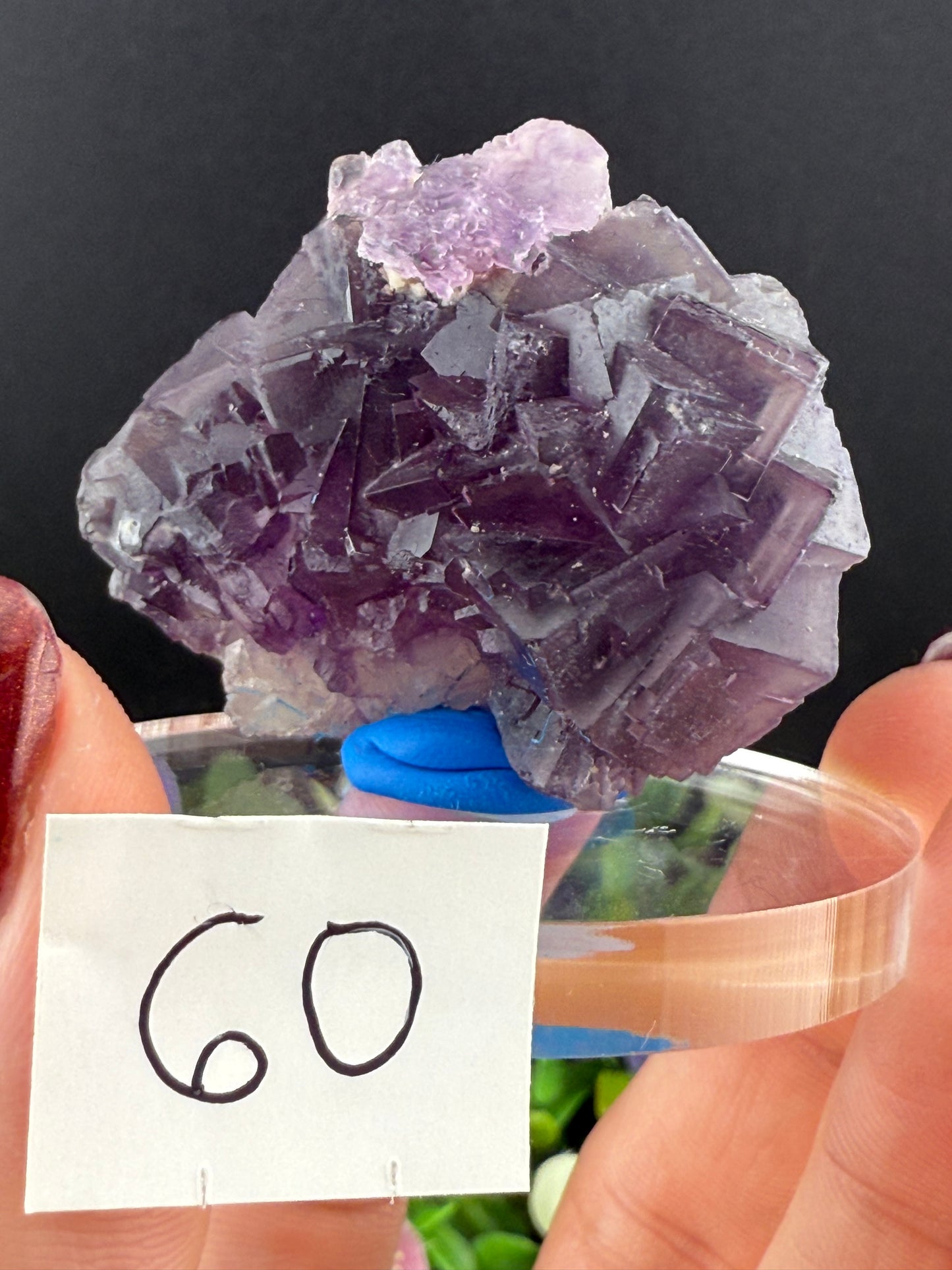 Purple “Window” Fluorites